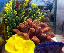 Купить искусственные кораллы для аквариума в Москве по цене от 165 руб.