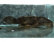 Лепоракантикус галаксиас 8-9см