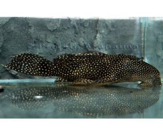 Лепоракантикус галаксиас 8-9см