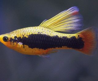 Пецилия Гавайи высокоплавничная купить 2,5-3см