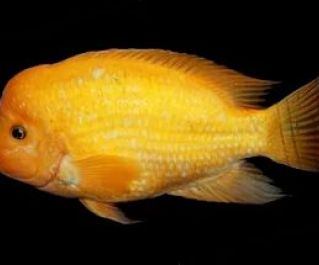 Цихлазома цитроновая 5-6см купить с доставкой