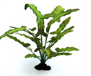 Шелковое растение 