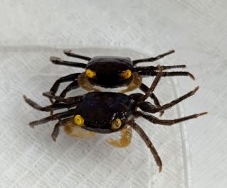 Краб вампир золотоглазый (КМ005)