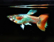 Гуппи самцы неоновый металлик красный