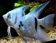 Скалярия нимфея голубая 2,5-3см