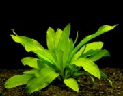 Эхинодорус амазонка (пучок) (B053)