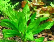 Эхинодорус блехера (пучок) (B056)