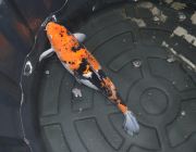 Карп кои лот 6 (ККL006)