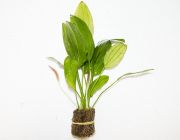 Эхинодорус Розе (пучок) (B058)