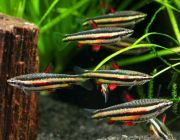 Нанностомус маргинатус 3см. (PU-102)