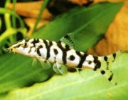 Боция пакистани Лохаката 3-4см