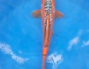 Лот 1. Карп кои асаги шусуи 30 см