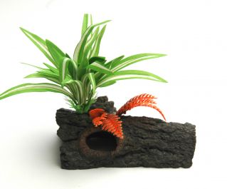 Шелковое растение 