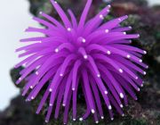 V Декор из силикона 