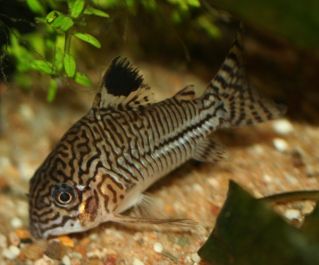 Коридорас Джюли (Corydoras julii) 3 см купить