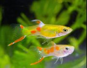Гуппи самцы Эндлера ситцевые