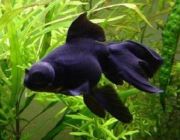 Телескоп черный 6-7см