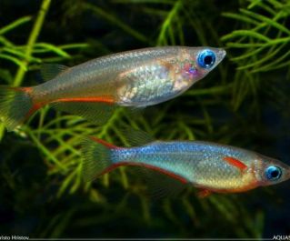 Оризиас Вовора (рисовая рыбка) (OB001) купить