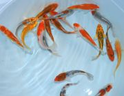 Карп кои ассорти 8,0 - 9,0 см (KK89)