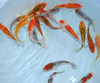 Карпы кои ассорти 8-9 см купить с доставкой