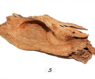 Коряга мангровая, размер S (KM-S-R)