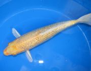 Карп кои лот 11 (ККL011)