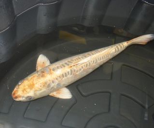 Карпы кои продажа по фотографии