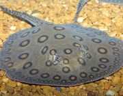 Пресноводный скат моторо (PSM-158)