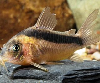 Коридорас Рабаути (5-6см) (PU-017)