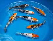 Набор карпов Кои из 5шт ~ 20 см (KKK)