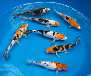 Карпы кои для домашнего пруда