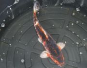 Карп кои лот 28 (ККL028)