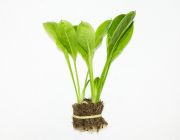 Эхинодорус мелкоцветный Тропика (горшок) (В011)