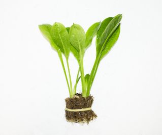 Эхинодорус мелкоцветный (горшок) (В011) купить