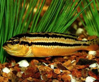 Меланохромис ауратус купить 6-7см