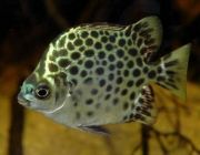 Аргус зелёный 4см (TP501)