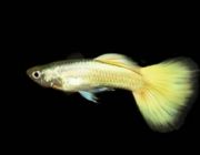 Гуппи самцы желто-золотые