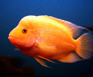 Цихлазома цитроновая 5см купить с доставкой