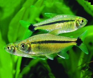 Тетра Шольца