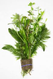 Набор живых растений (ARG)