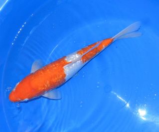 Карп кои лот 22 продажа по фотографиям