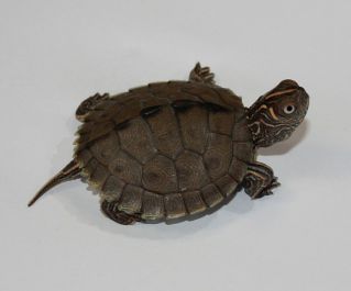 Географическая черепаха (5см)