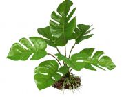 Искусственное растение 15см 