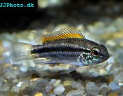 Апистограмма битениата 3см. (AB-019)