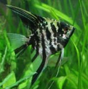 Скалярия мраморная 3,5см