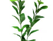 V Шелковое растение 