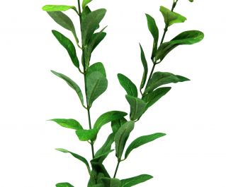 Шелковое растение 