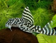 Гипанциструс аленкер .L-333, 8-9см (L-333)