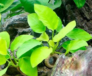 Анубиас золотой (ветка) (L168)