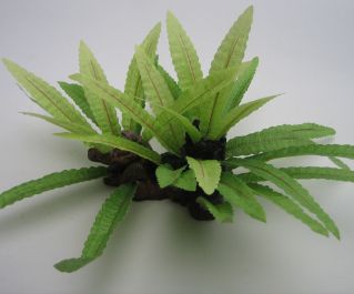  Шелковое растение 